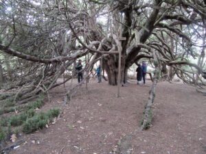 tree in woodland