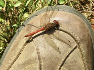 dragonfly on walking boot