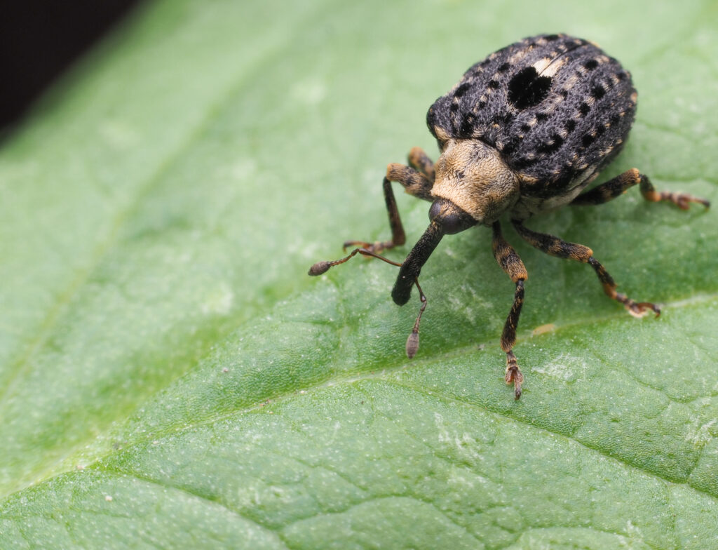 Figwort Weevil