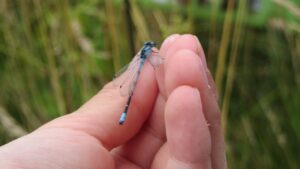 close up of a hand holding an insect