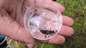 insect inside a sampling jar