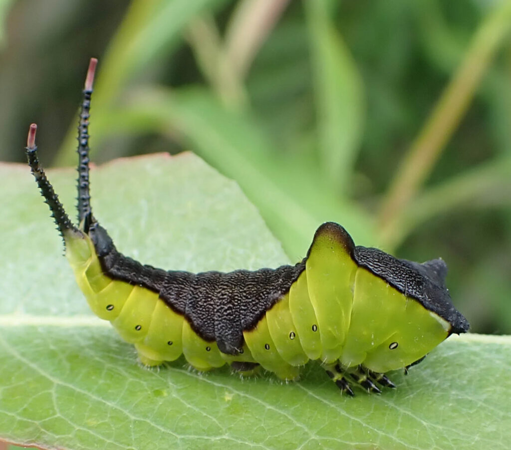 Puss moth Caterpillar