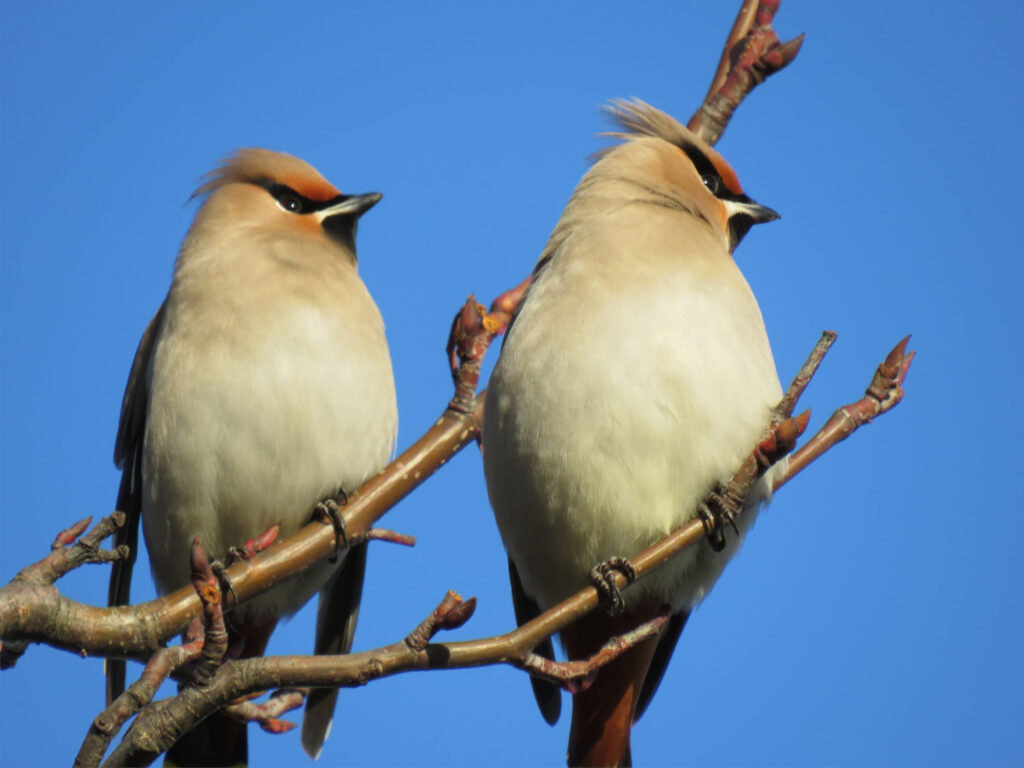 Waxwing birds on a branch