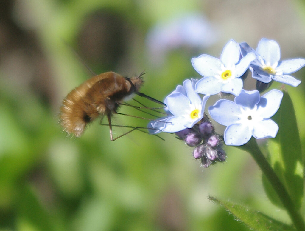 Bombylius at some flowers