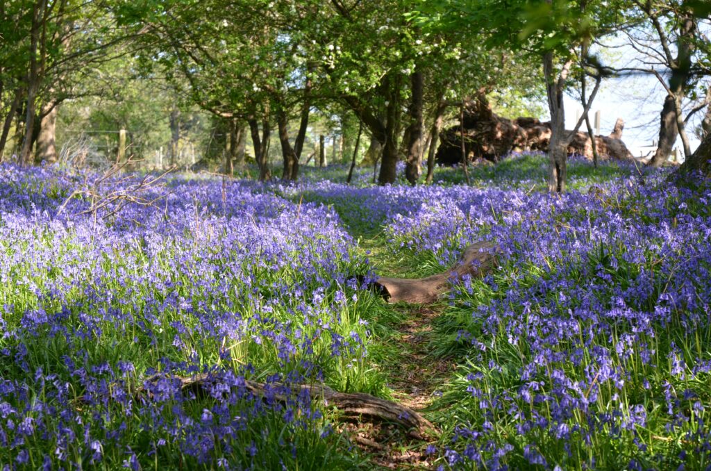 bluebell woodland
