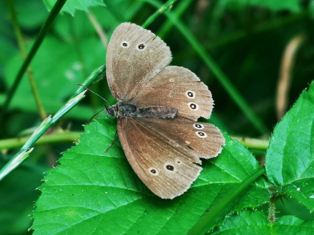 moth on green leaf