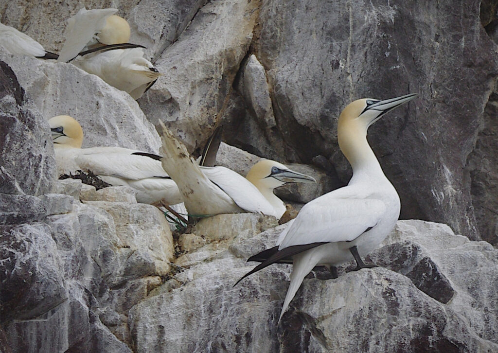 Gannets on rocks