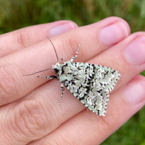 close up of a moth on a hand