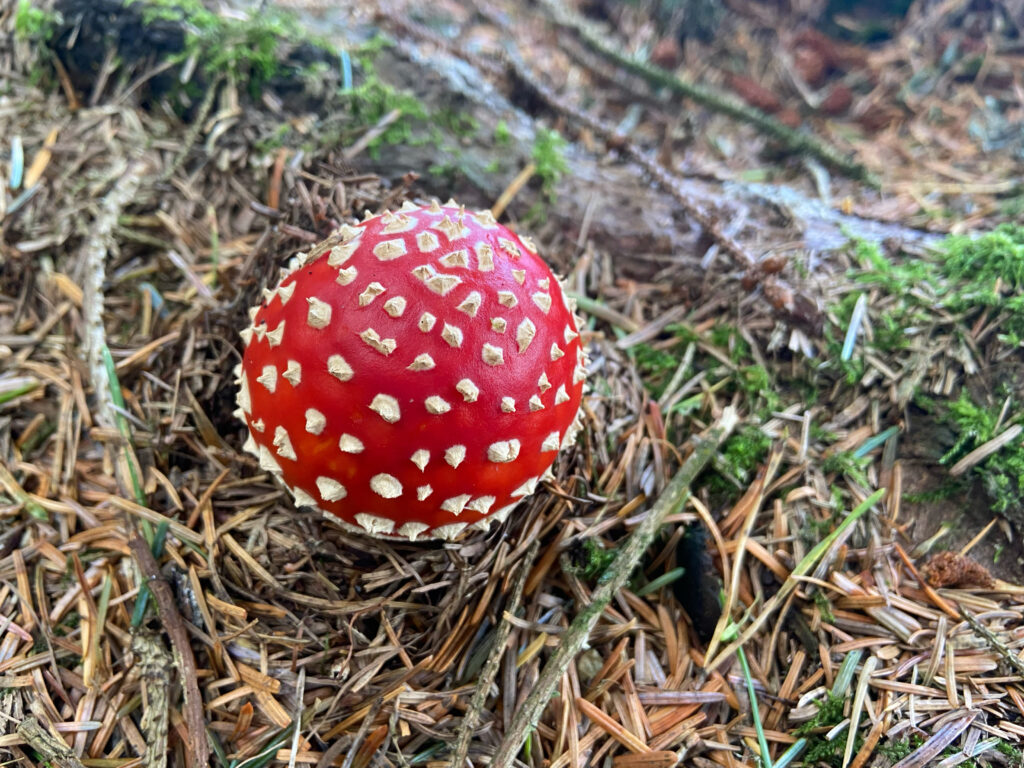 Fly agaric fungi