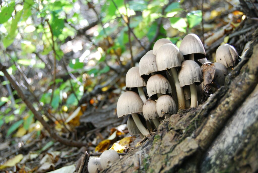 fungi in woodland