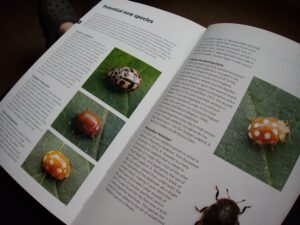 Ladybird identification book