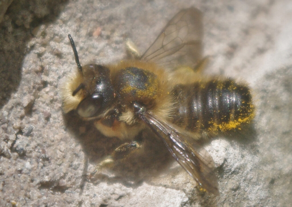 Leafcutter bee