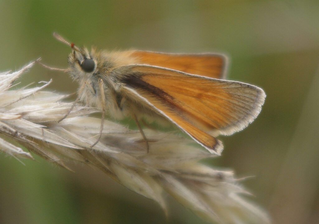 Thymelicus