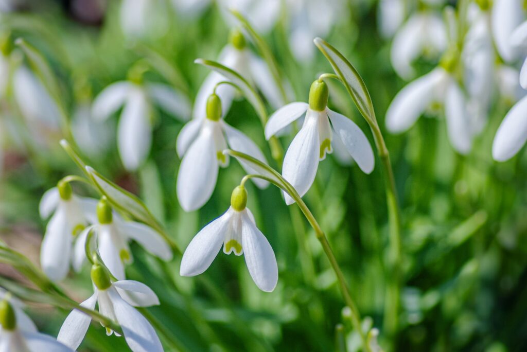 snowdrops