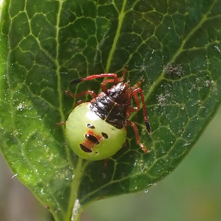 shieldbug nymph