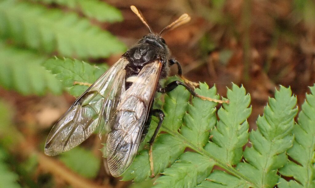 An insect on a leaf